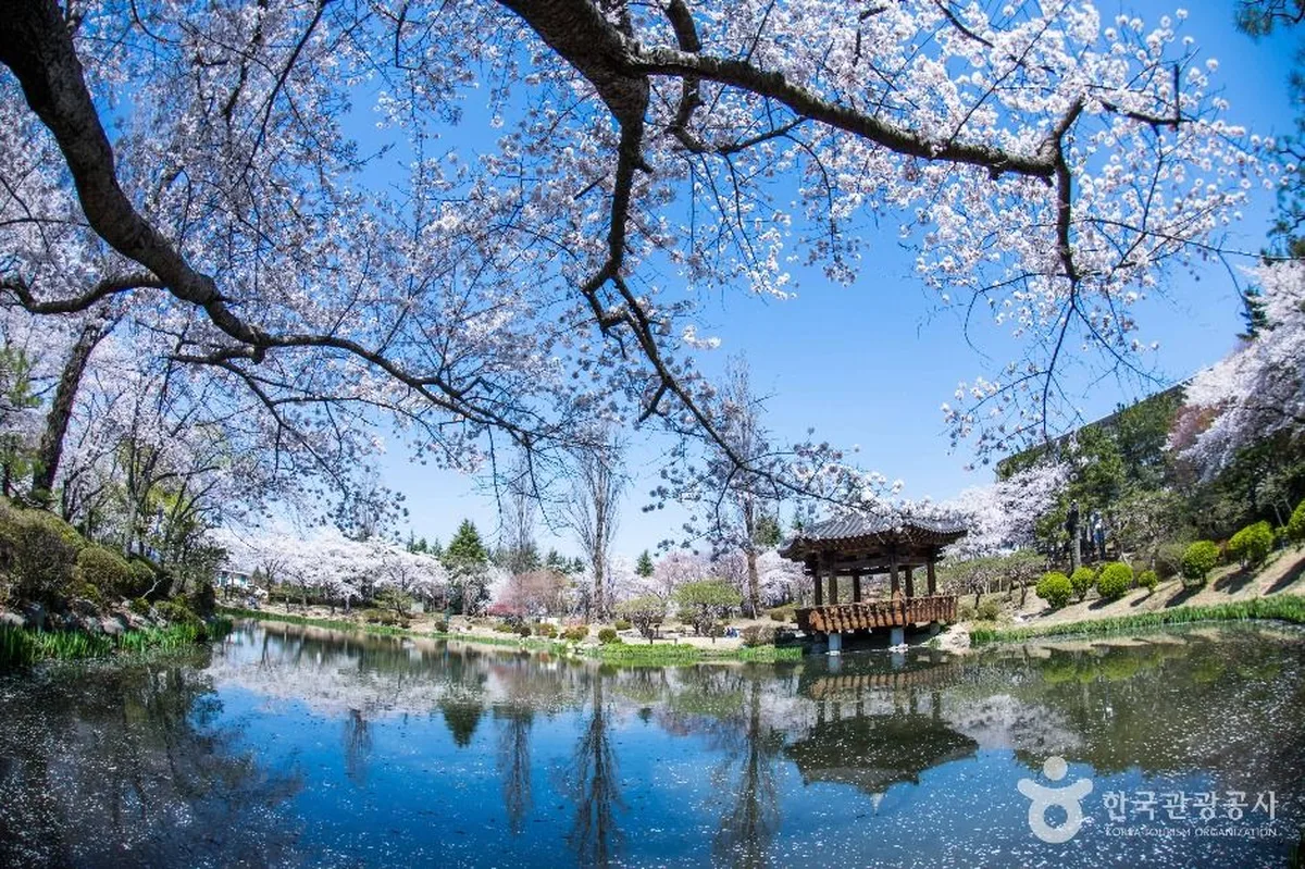 Traditional Korean pavilion beside a lake surrounded by blooming cherry blossom trees at Bomun Tourist Complex, Gyeongju