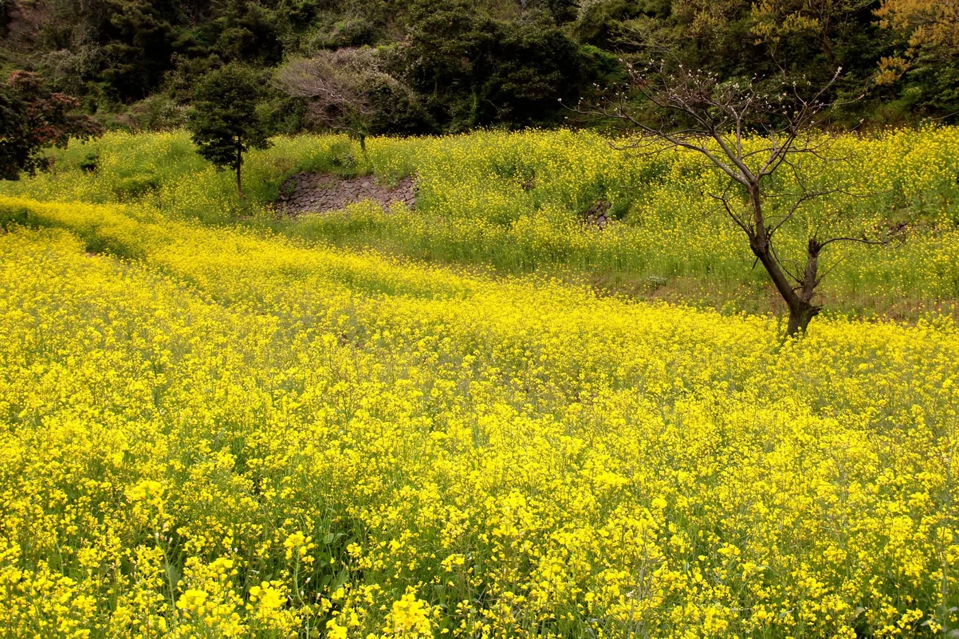 Jeju's Canola Fields in Spring A field of bright yellow canola flowers in bloom on Jeju Island in spring