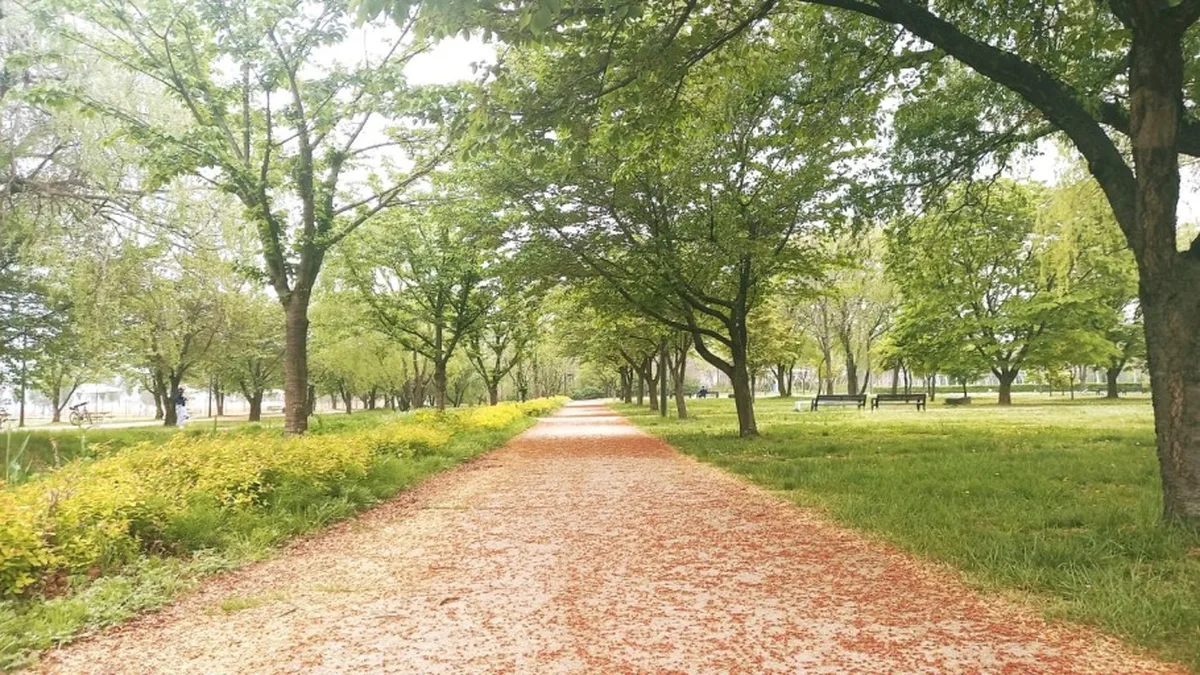 Nanji Hangang Park Tree-lined path through Nanji Hangang Park with fallen petals covering the ground